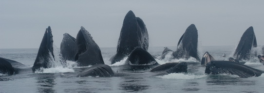 Bubble-net lunge feeding group of humpback whales